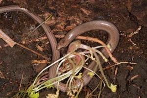 slow_worm_600