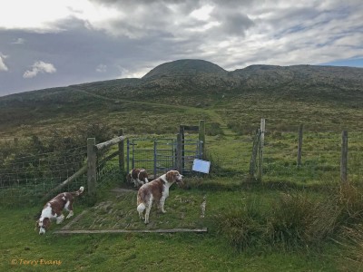 A couple of hundred metres before the Twmp, on the right is a new pond created by the commoners to provide water for their livestock and as part of their management responsibilities for this landscape

On to the kissing gate that marks the entrance to the Scheduled Monument - you surely have to spend a while here to take it in. NOTE: Mountain bikers should not ride across the Twmp but should dismount and walk across - we need to minimise the erosive effect visitors have on this wonderful, historic monument.

Beyond the kissing gate at the base of the slope up to the Twmp is a set of rocks originally put there to stop vehicular access (yes, people used to try to drive their cars to the top) - currently they are not on the path as repair and archaeological work is being undertaken. Please do not to attempt to go straight up the steep embankment to the top but follow the obvious path to the left - make a point of looking down at the rocks forming the path many contain fern-like fossils in them.