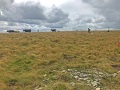 Archaeological investigation on Twmbarlwm, Risca, south Wales. performed by Clwyd Powys Archaeological Trust; organised by Cymdeithas Twmbarlwm Society, Funded by Cadw