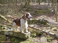 A walk around the Rhyswg, Cwmcarn, led by Rob Southall, in search of the Lost farmsteads