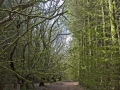 A walk around the Rhyswg, Cwmcarn, led by Rob Southall, in search of the Lost farmsteads