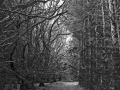 A walk around the Rhyswg, Cwmcarn, led by Rob Southall, in search of the Lost farmsteads