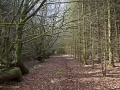 A walk around the Rhyswg, Cwmcarn, led by Rob Southall, in search of the Lost farmsteads