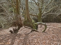 A walk around the Rhyswg, Cwmcarn, led by Rob Southall, in search of the Lost farmsteads