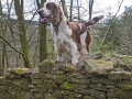 A walk around the Rhyswg, Cwmcarn, led by Rob Southall, in search of the Lost farmsteads