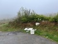 250426_twmbarlwm_006_w