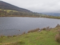 A walk around the scourings of Penyrheol with Les Murphy giving us an history of the area as we went.