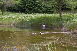 CTS walk to Pwll Tra (Pool of Avarice) 22nd June 2014 - led by Rob Southall