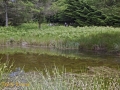 CTS walk to Pwll Tra (Pool of Avarice) 22nd June 2014 - led by Rob Southall