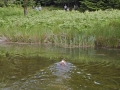 CTS walk to Pwll Tra (Pool of Avarice) 22nd June 2014 - led by Rob Southall