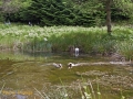 CTS walk to Pwll Tra (Pool of Avarice) 22nd June 2014 - led by Rob Southall