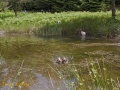 CTS walk to Pwll Tra (Pool of Avarice) 22nd June 2014 - led by Rob Southall