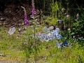 CTS walk to Pwll Tra (Pool of Avarice) 22nd June 2014 - led by Rob Southall